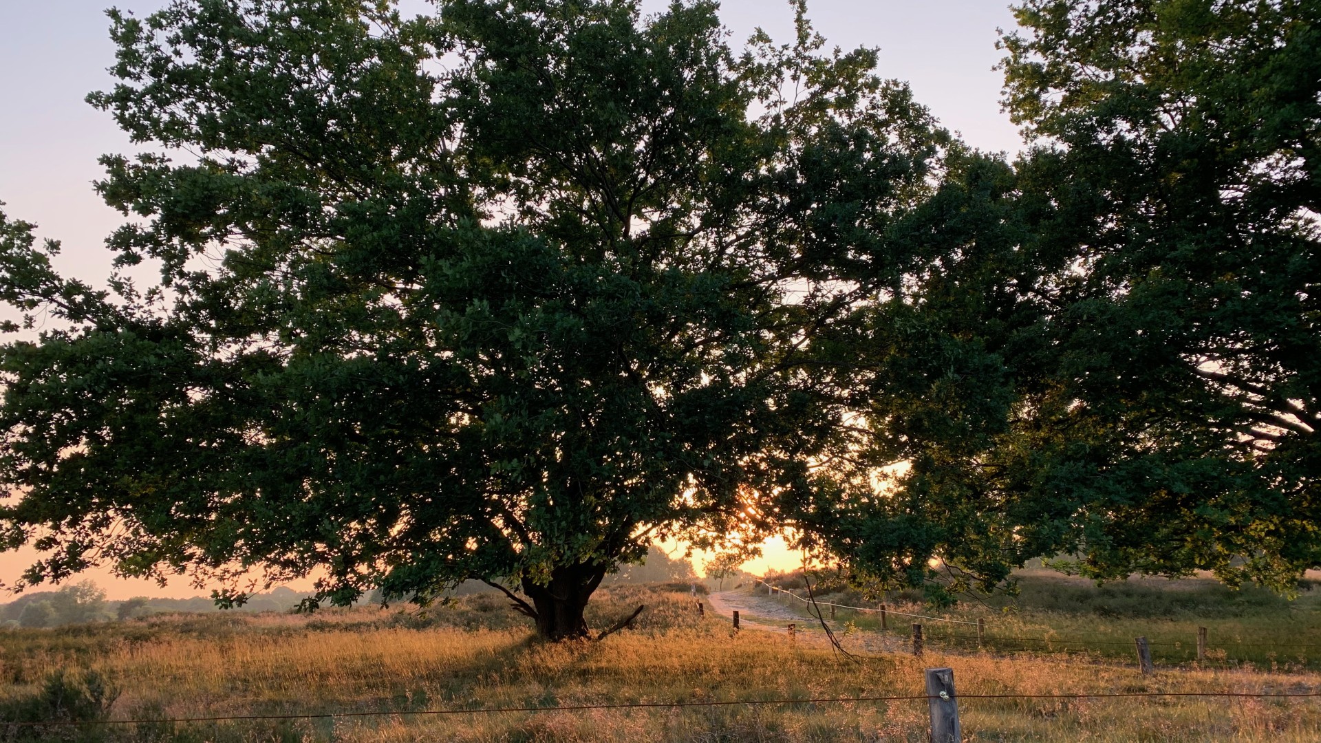 Baum im Sonnenuntergang